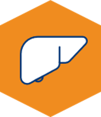 Liver Icon.png